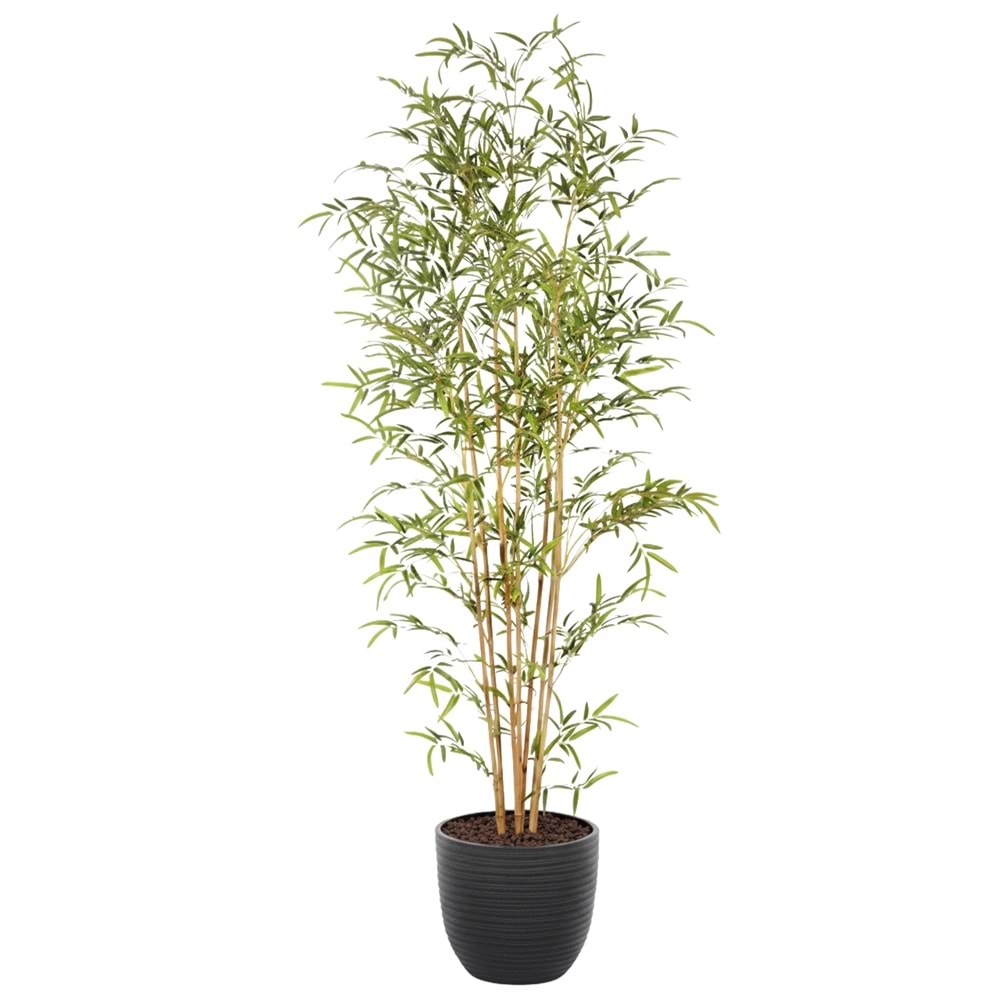 190 CM BAMBU AĞACI