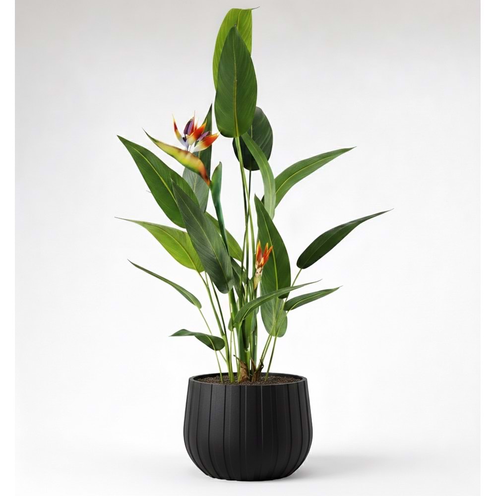 160 CM STARLİÇE ÇİÇEKLİ