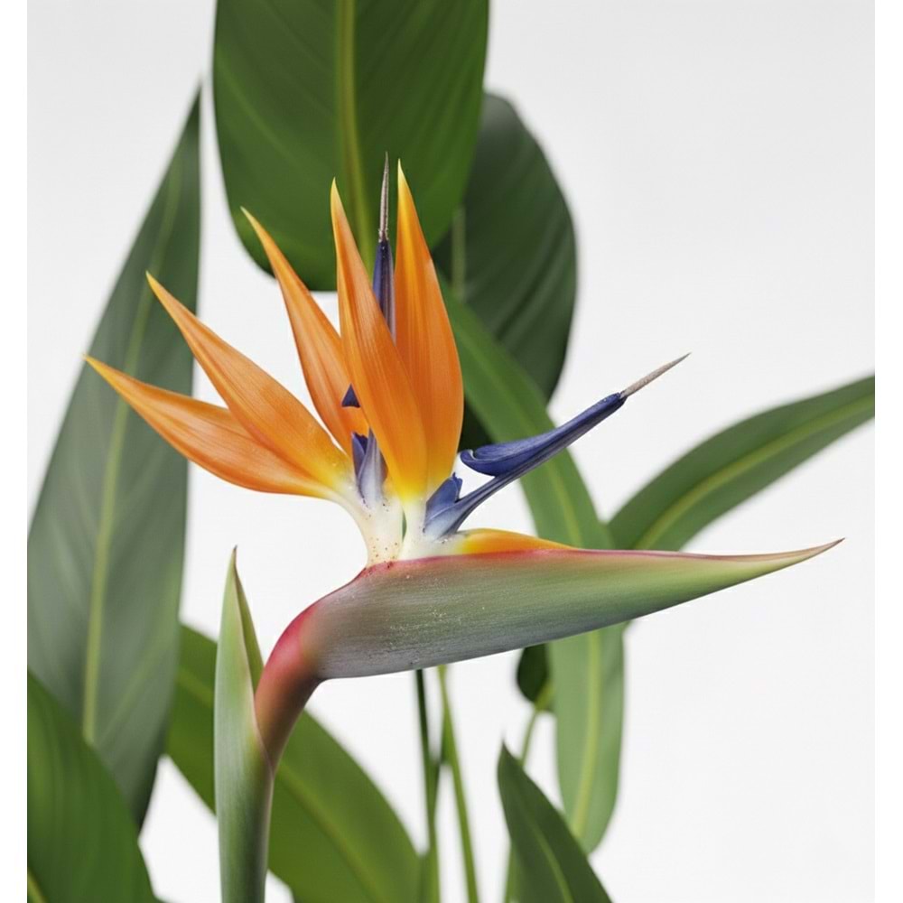 160 CM STARLİÇE ÇİÇEKLİ