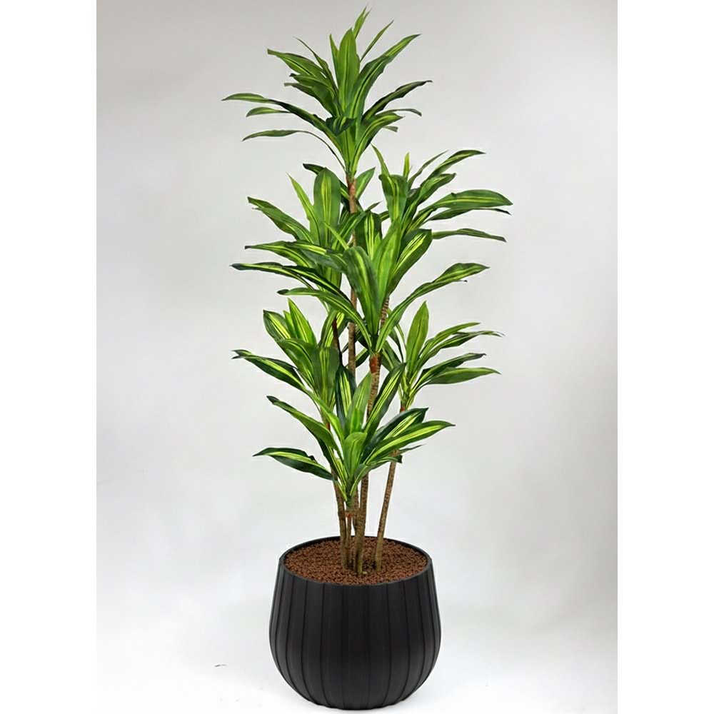 180 DRACENA
