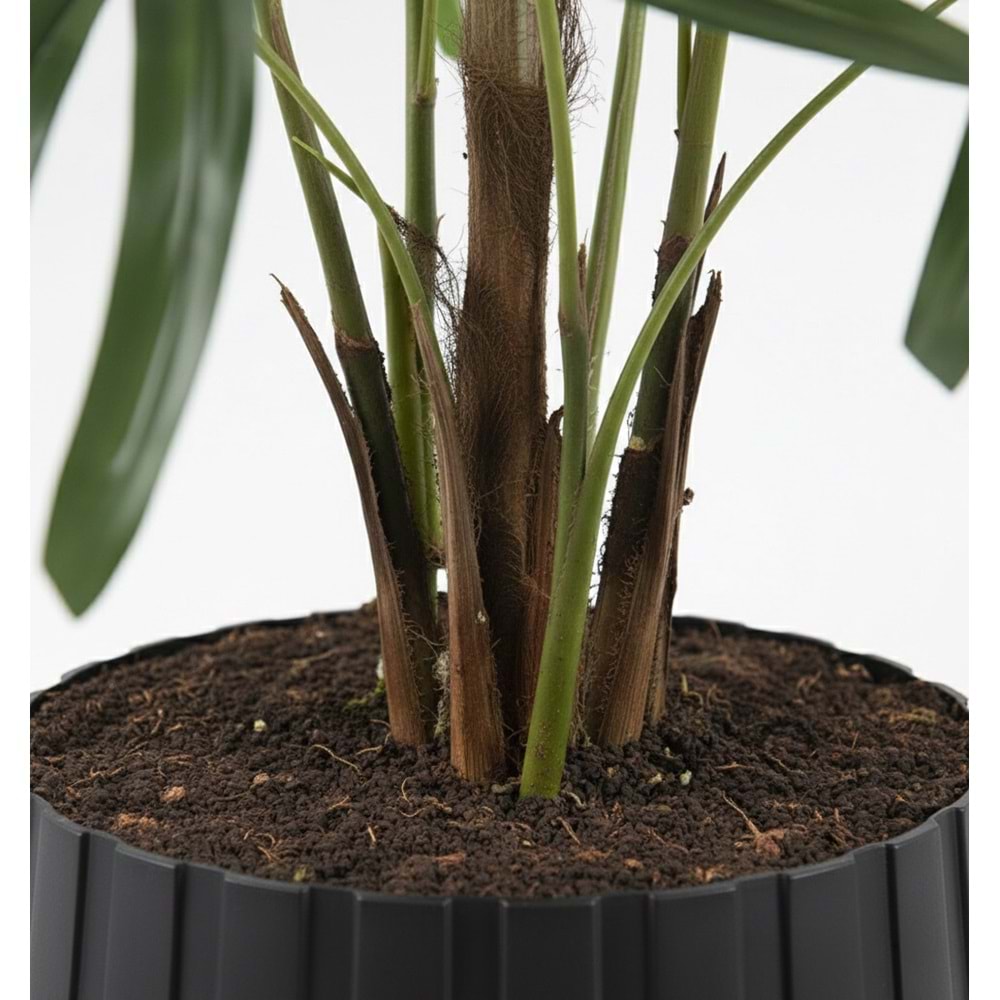 120 CM SALON PALMIYESI (RHAPIS)