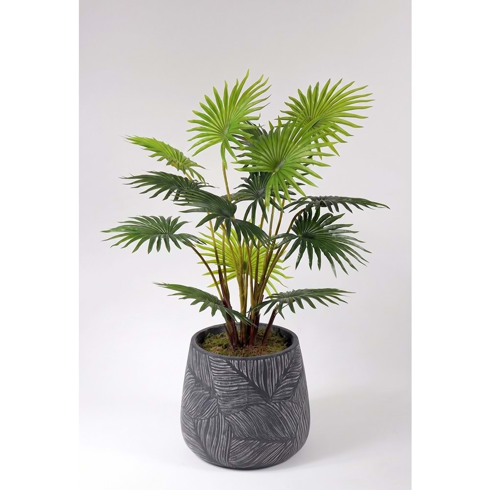 95 CM FAN PALM