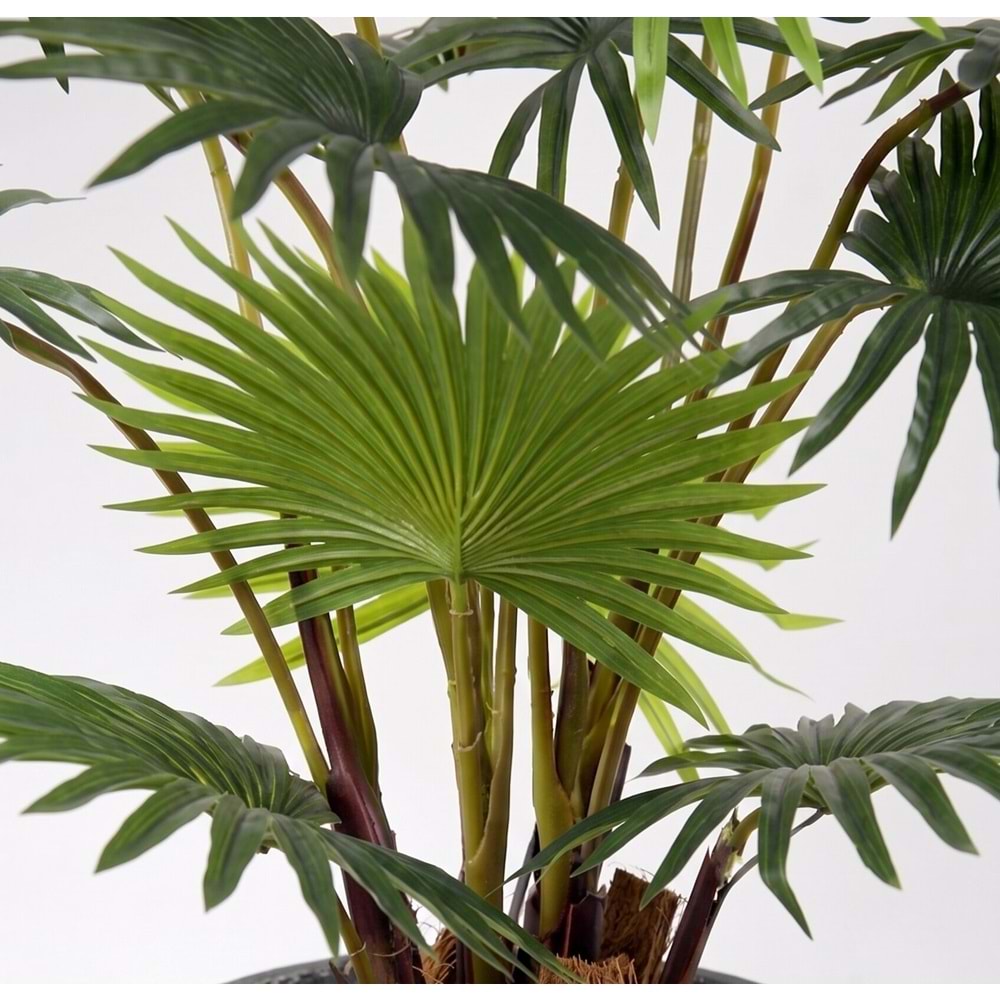 95 CM FAN PALM