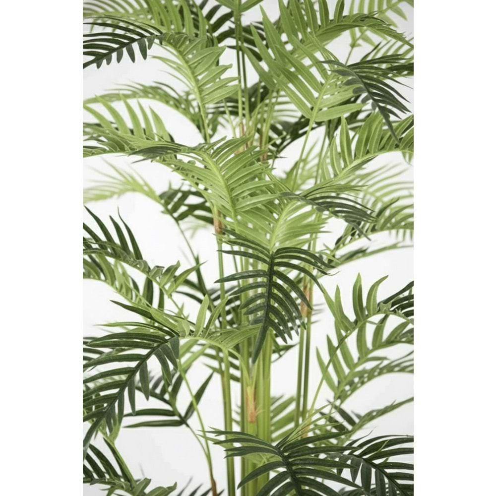 200 CM FERN PALM