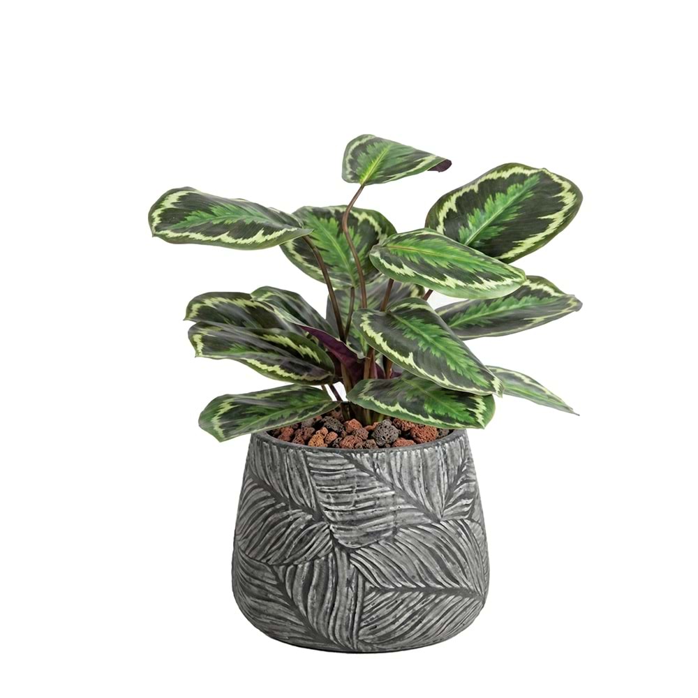 50 CM CALATHEA