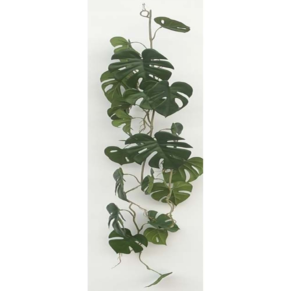 120 CM SARKAN MONSTERA