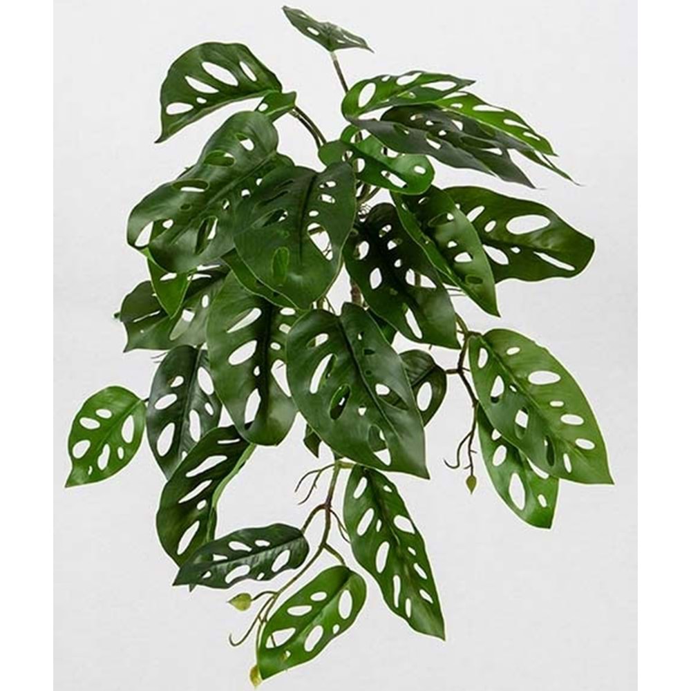 55 CM SARKAN MONSTERA