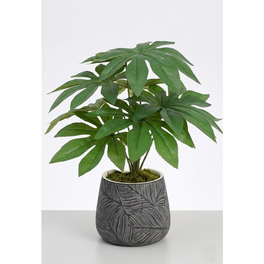 48 CM FATSIA