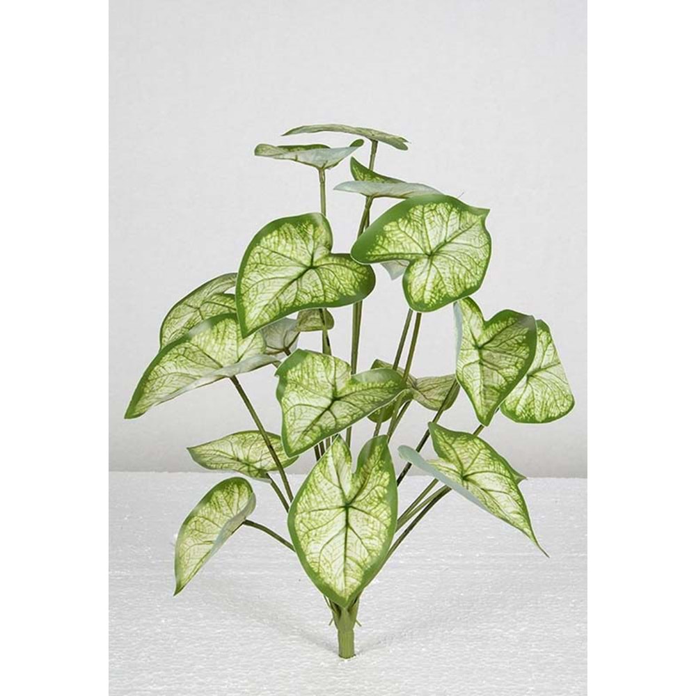 48 CM SYNGONIUM