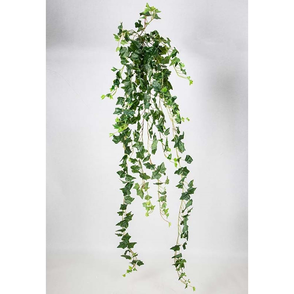 175 CM HEDERA