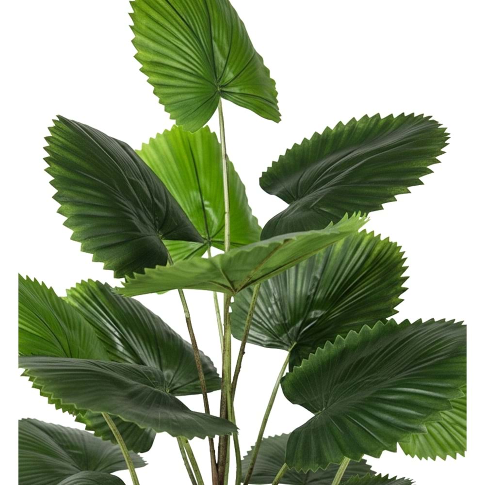 120 CM CIRCULAR PALM