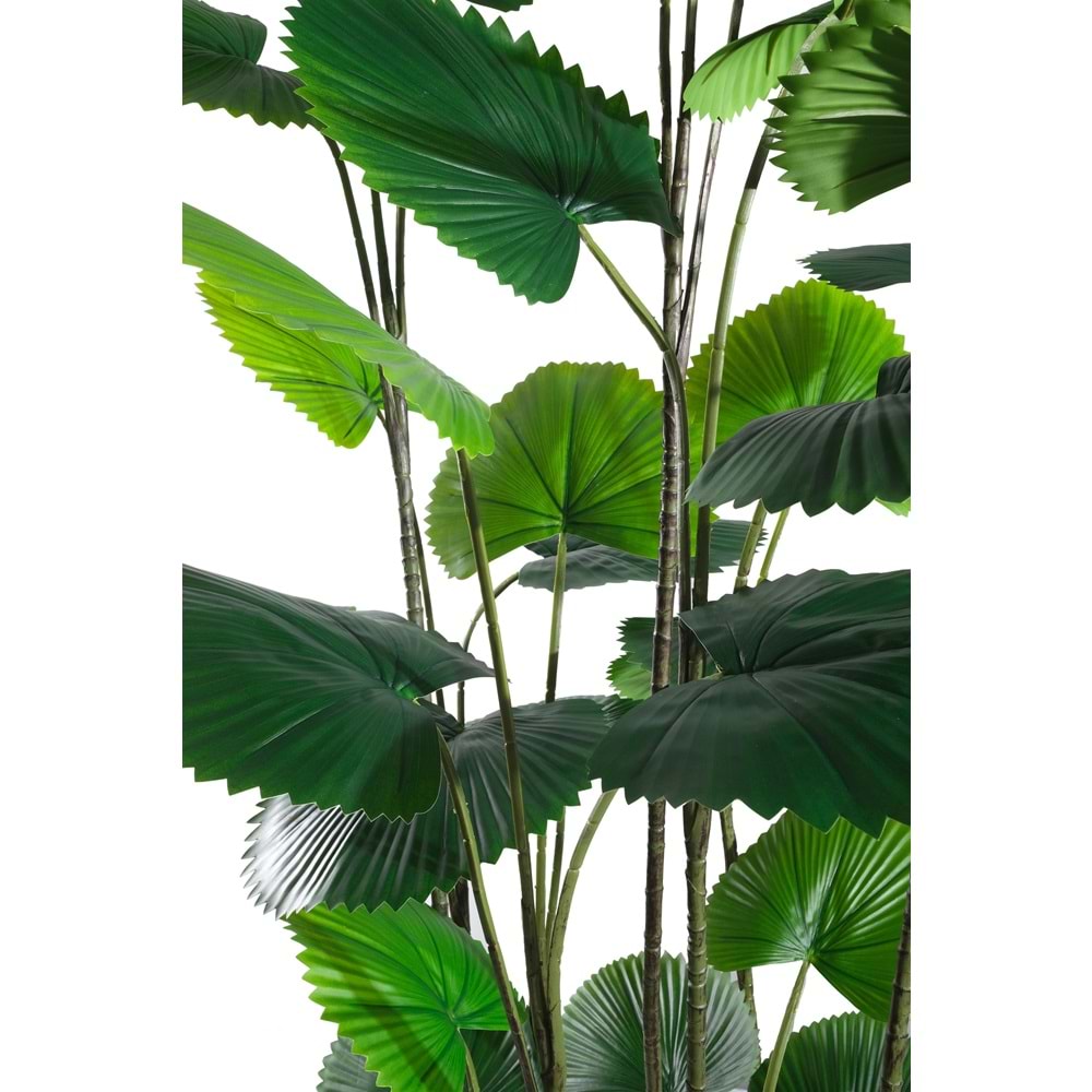 195 CM CIRCULAR PALM