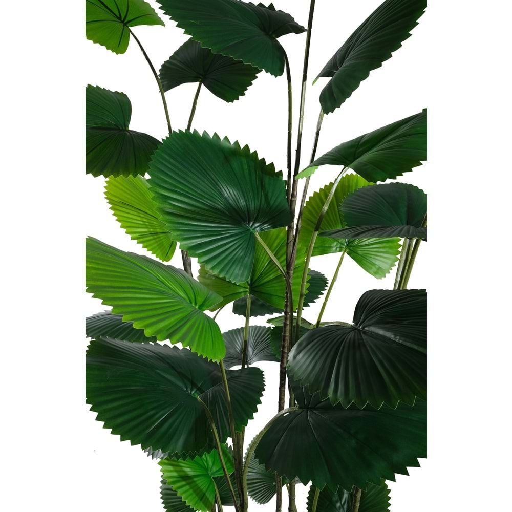 195 CM CIRCULAR PALM