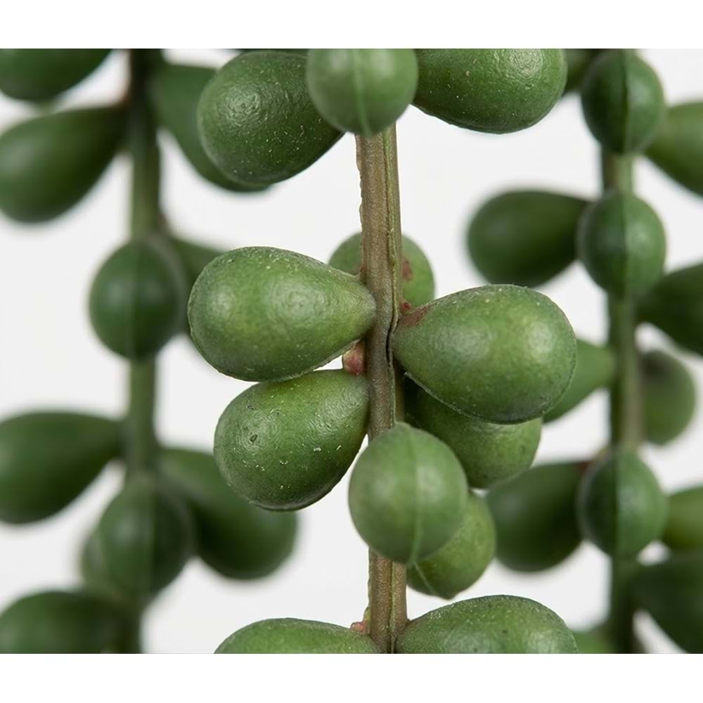 80 CM PLUM SARMAŞIK