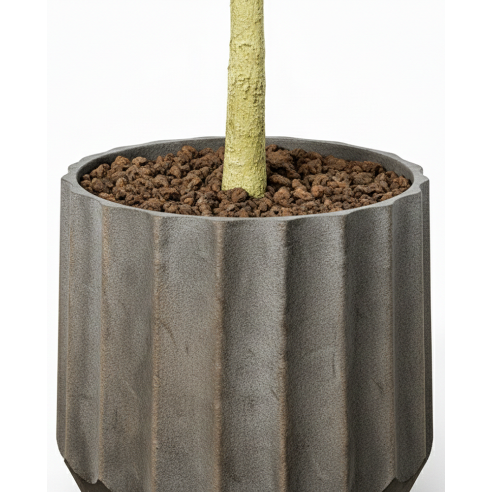 220 CM FICUS LYRATA