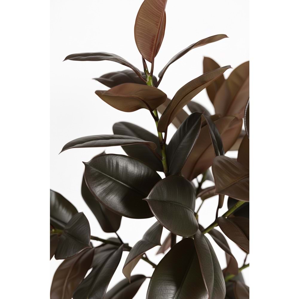 170 CM RUBBER