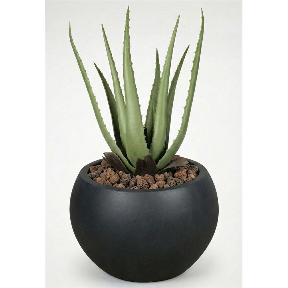 55 CM ALOE VERA