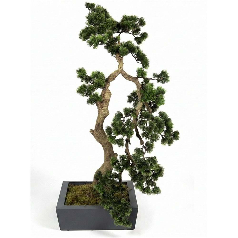 106 CM BONSAI