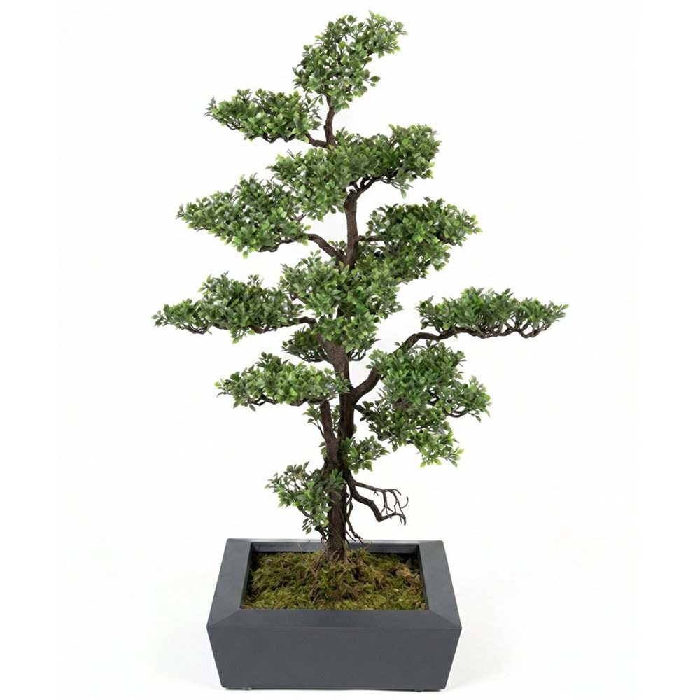 112 CM BONSAI