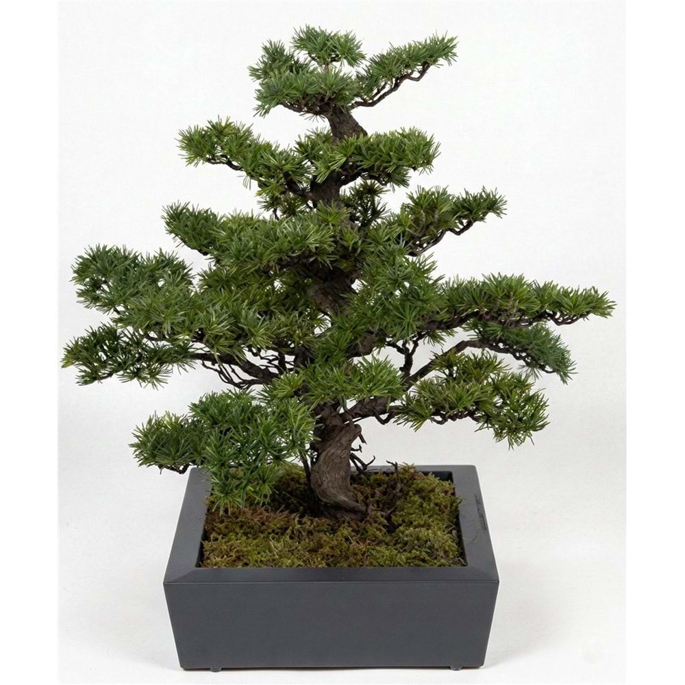 88 CM BONSAI