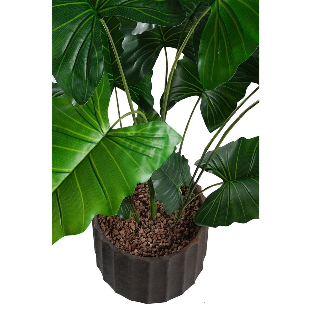 145 CM ALOCASIA