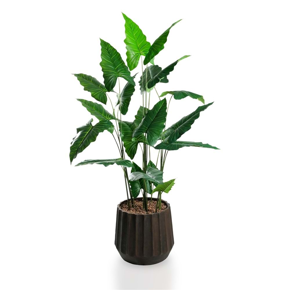 180 CM ALOCASIA