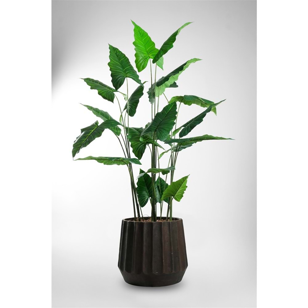 180 CM ALOCASIA