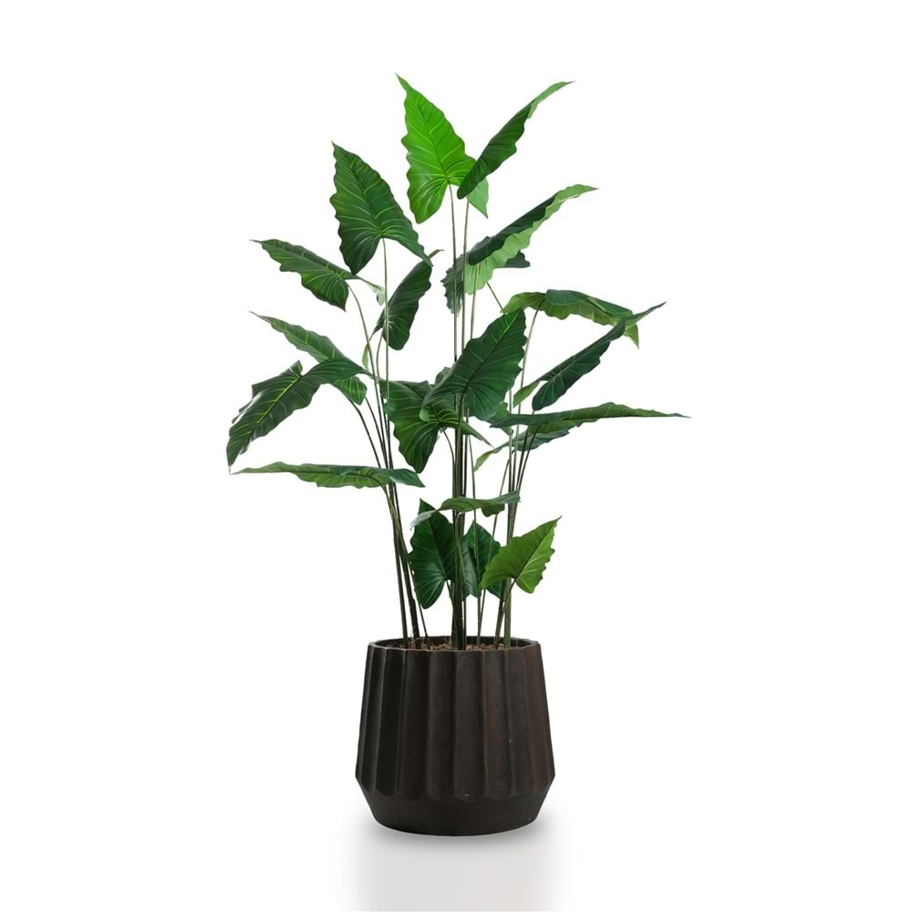 180 CM ALOCASIA