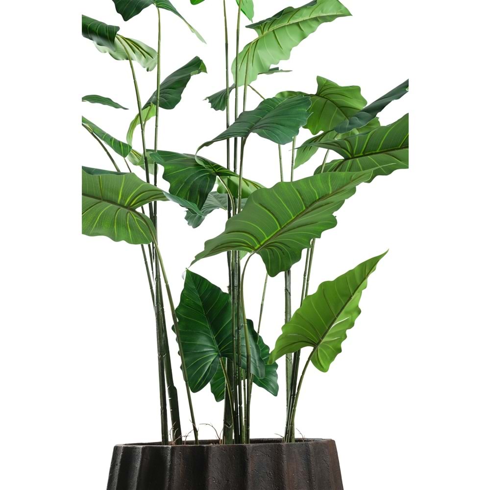 180 CM ALOCASIA