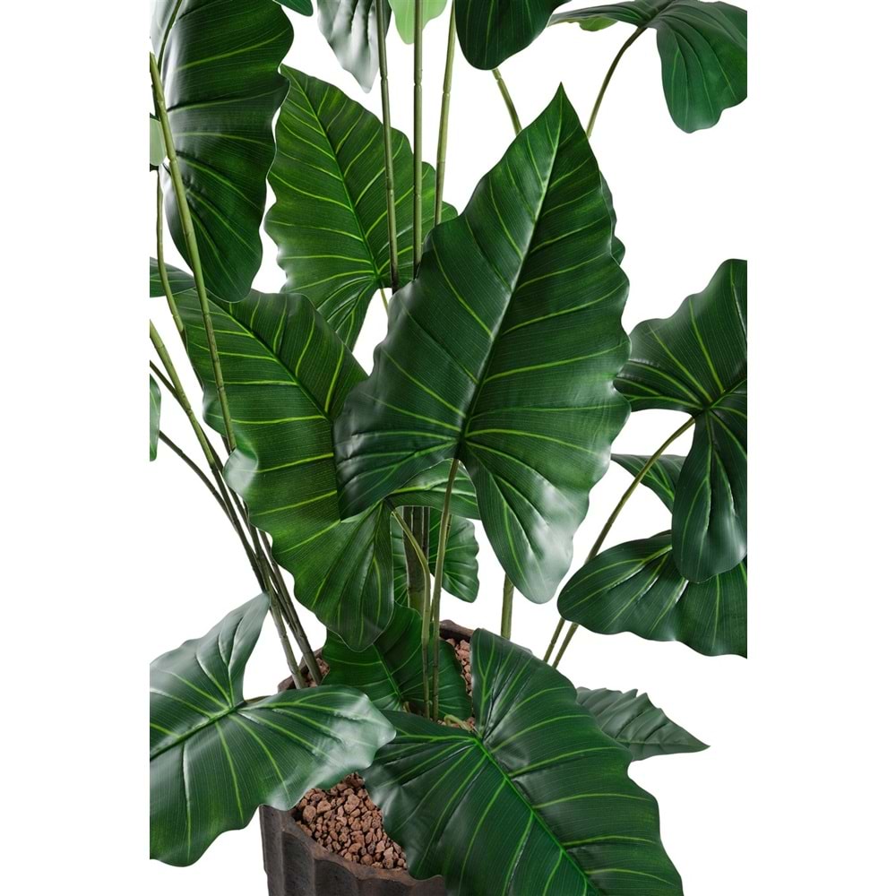 180 CM ALOCASIA