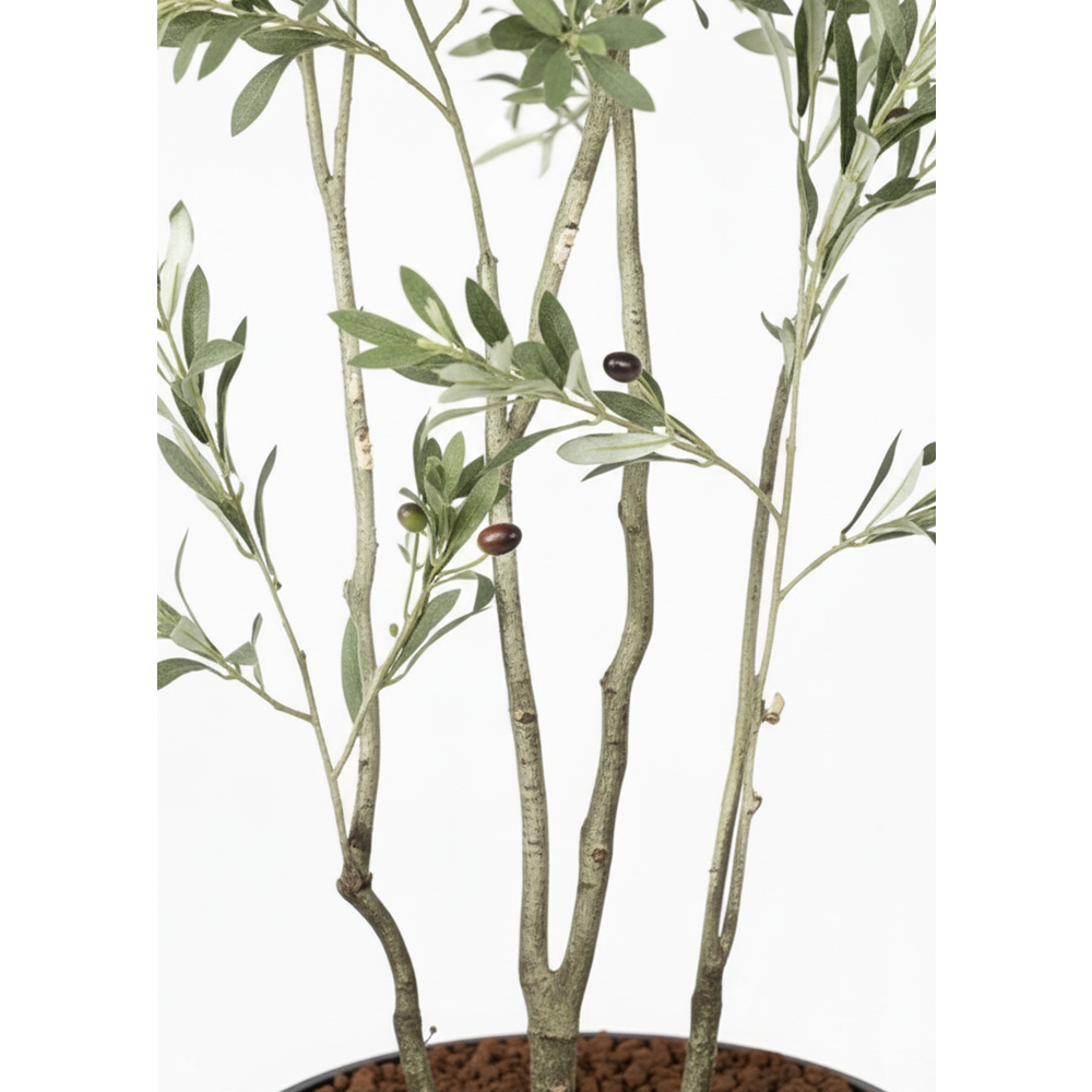 210 CM ZEYTİN AĞACI