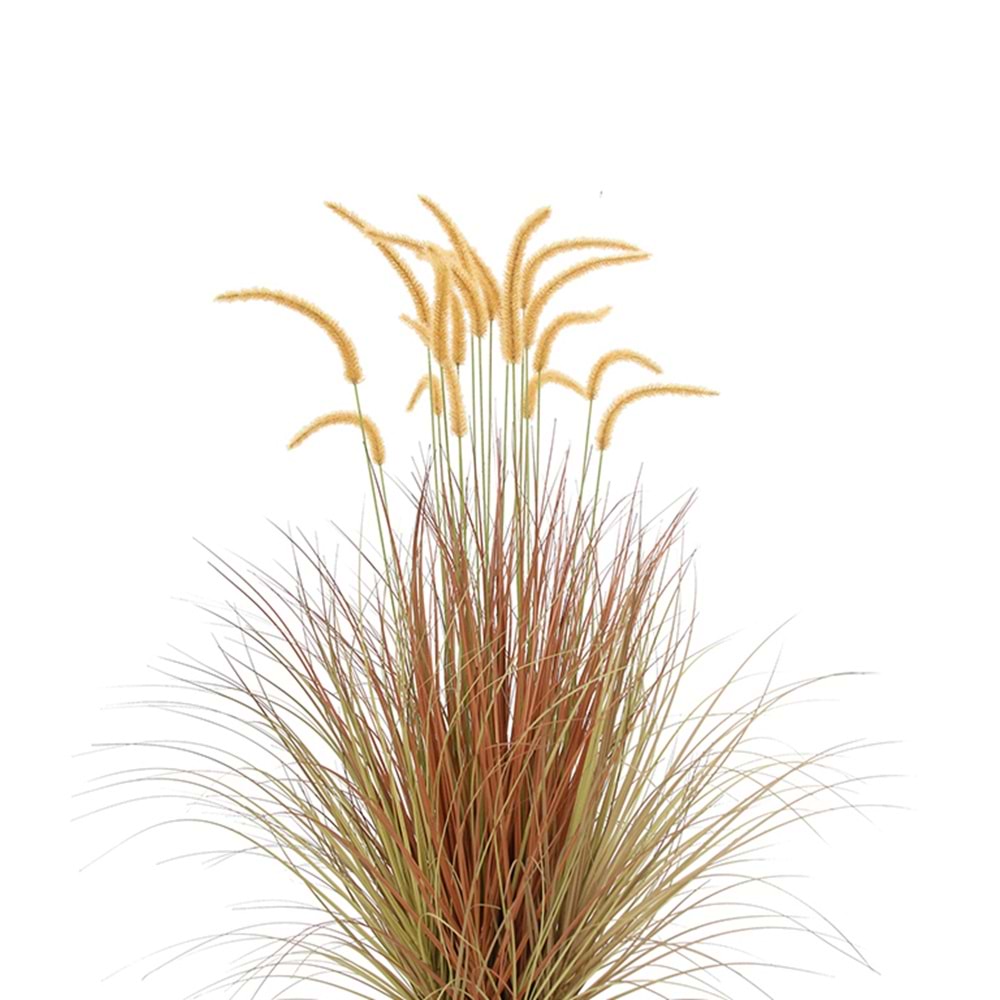 124 CM DOGTAIL GRASS