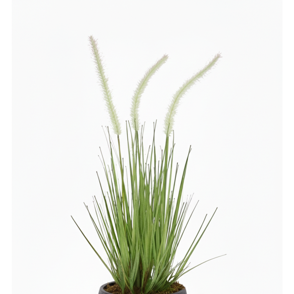 56 CM DOGTAIL GRASS