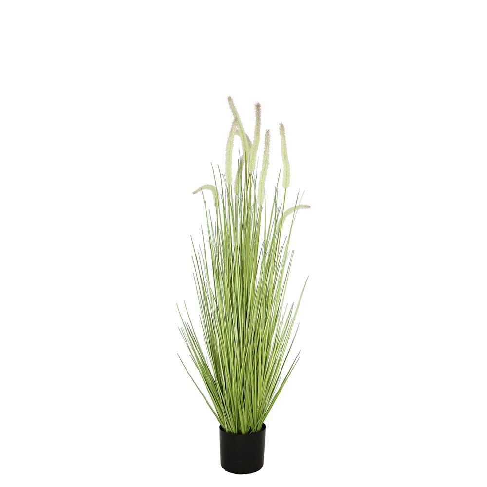 120 CM DOGTAIL GRASS