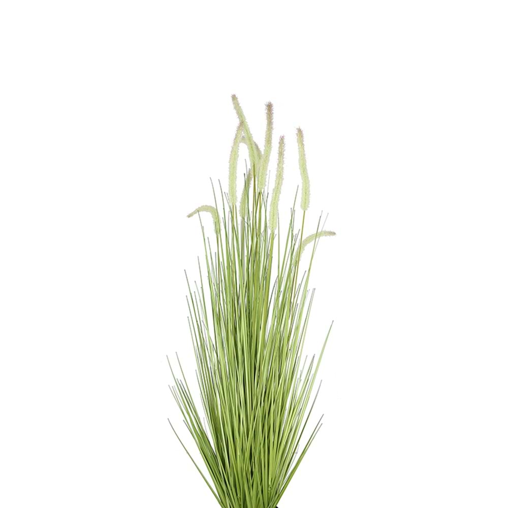 120 CM DOGTAIL GRASS