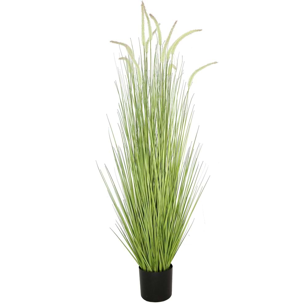 150 CM DOGTAIL GRASS