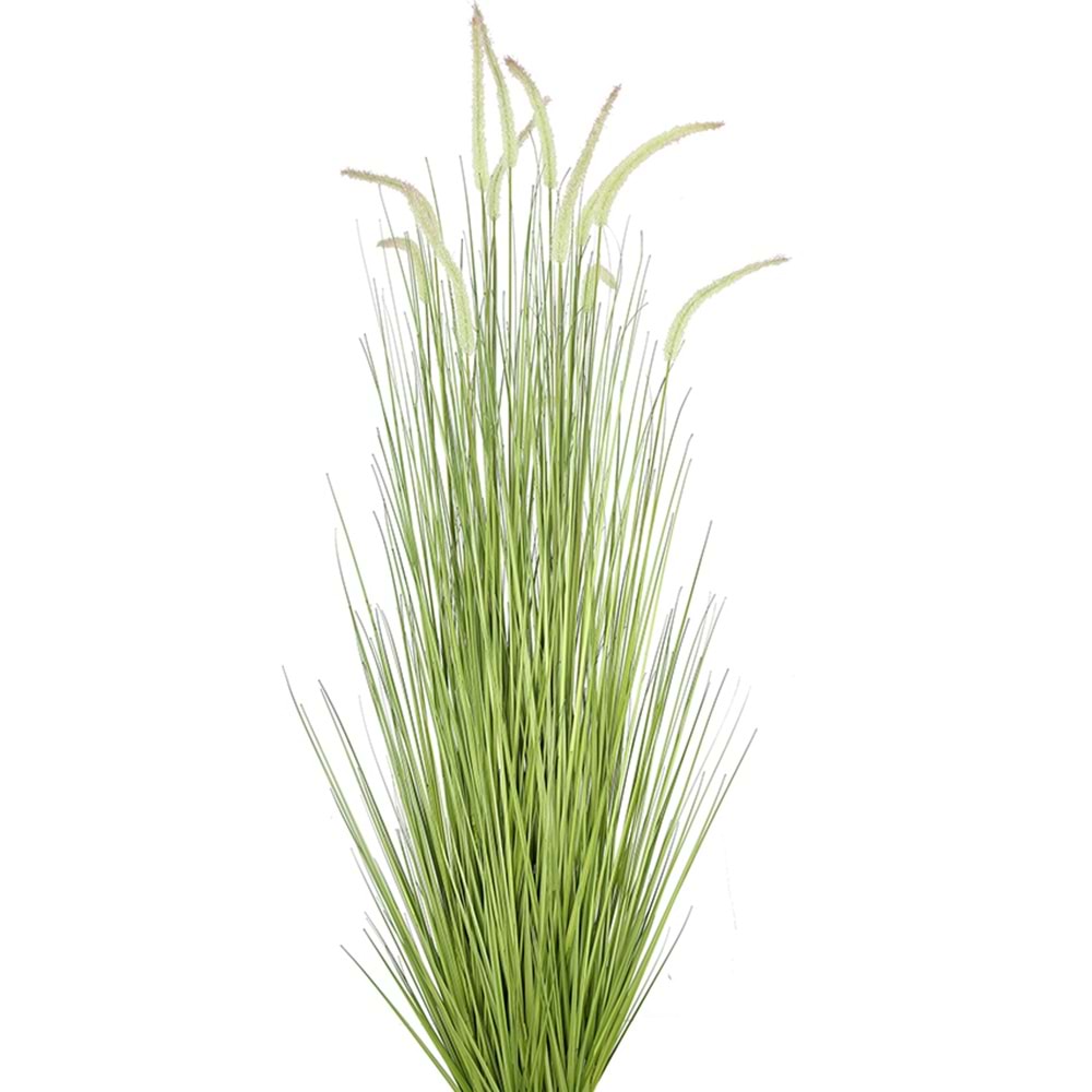 150 CM DOGTAIL GRASS