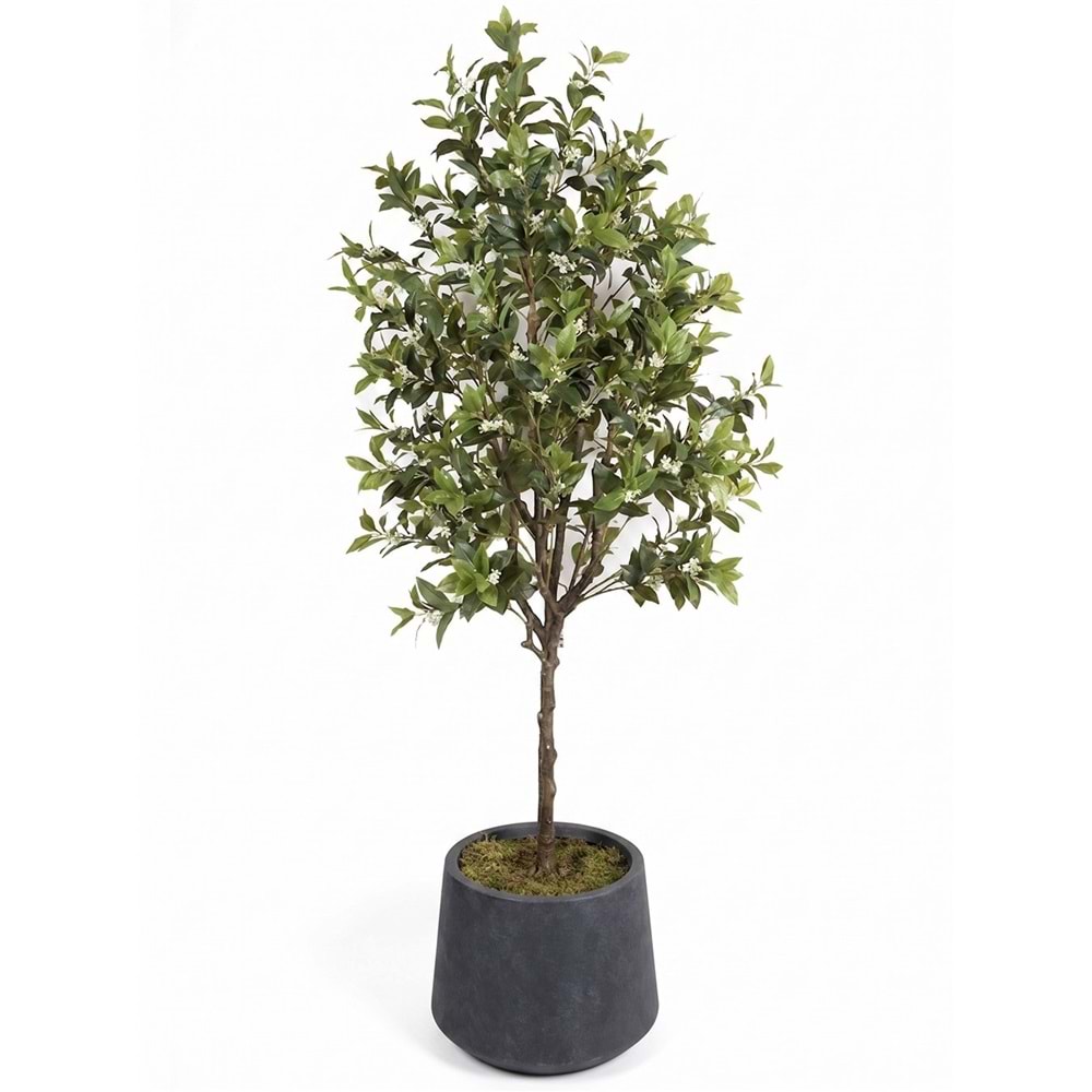 210 CM OSMANTHUS