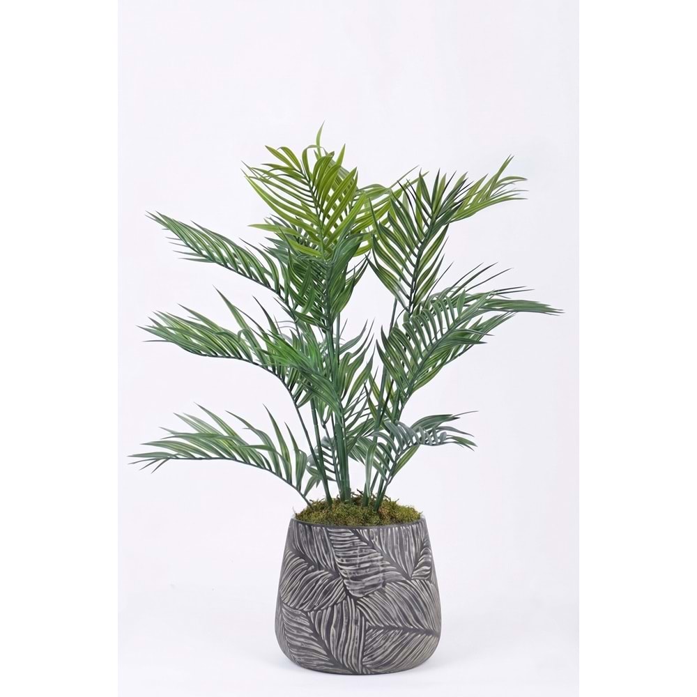 KÜÇÜK ARECA