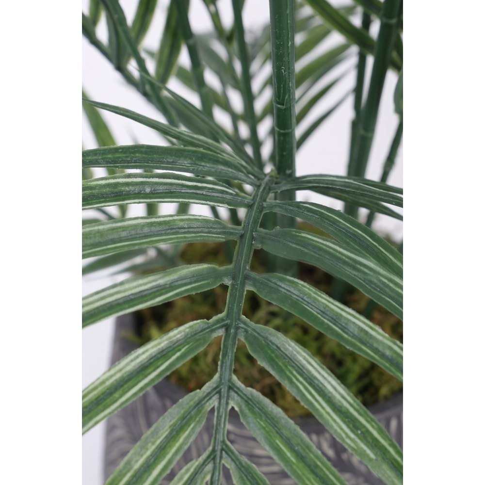 KÜÇÜK ARECA