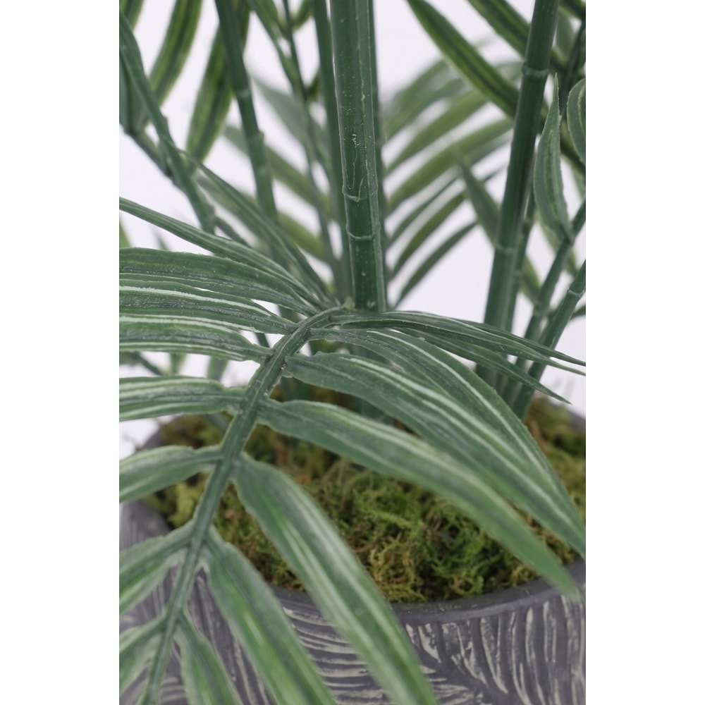 KÜÇÜK ARECA