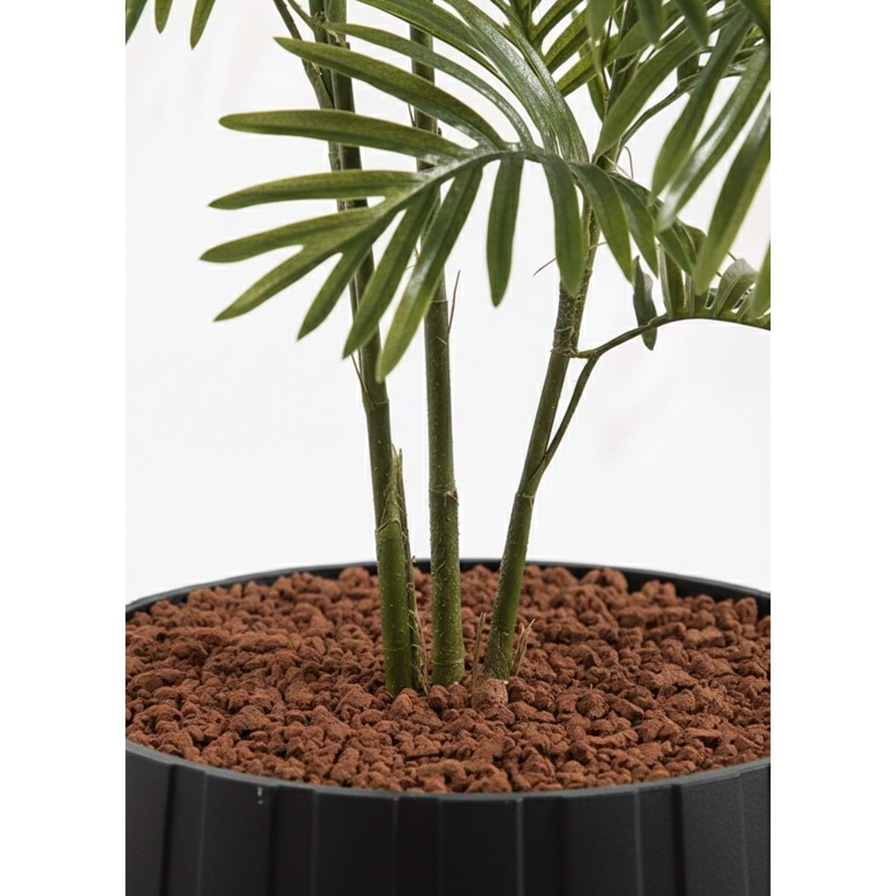 150 CM ARECA
