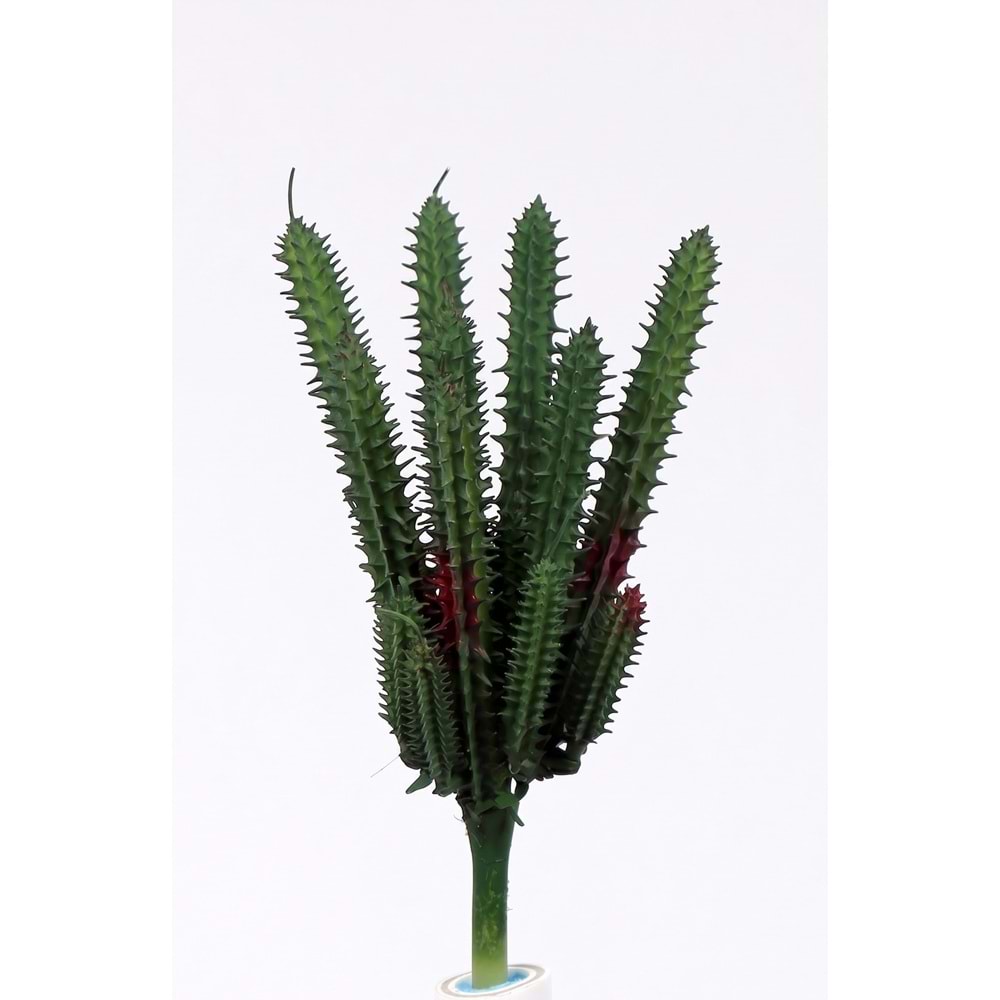 İNCE MİNİ SUCCULENT