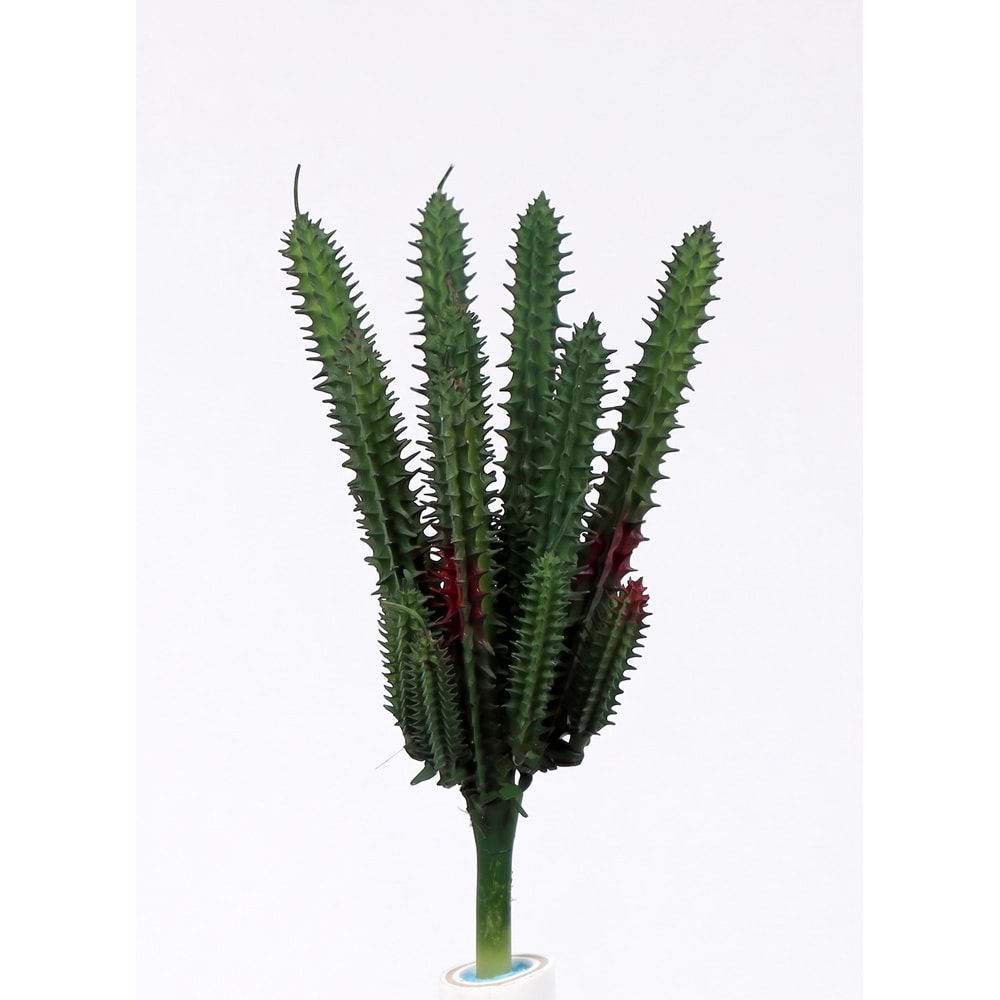İNCE MİNİ SUCCULENT
