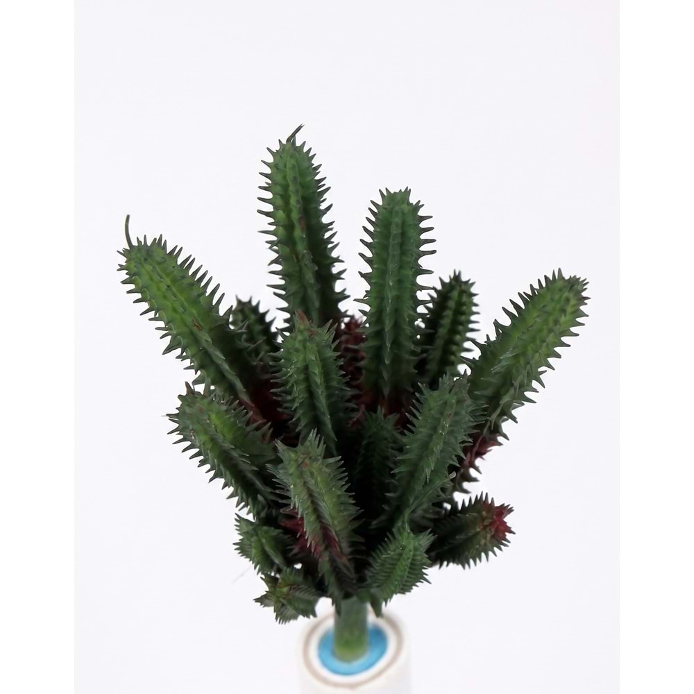 İNCE MİNİ SUCCULENT