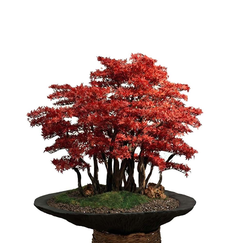 130 CM SAKSILI ÇOK GÖVDELİ KIRMIZI BONSAI