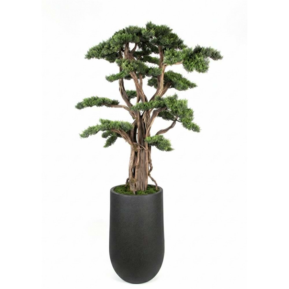 200 CM SAKSILI BONSAI