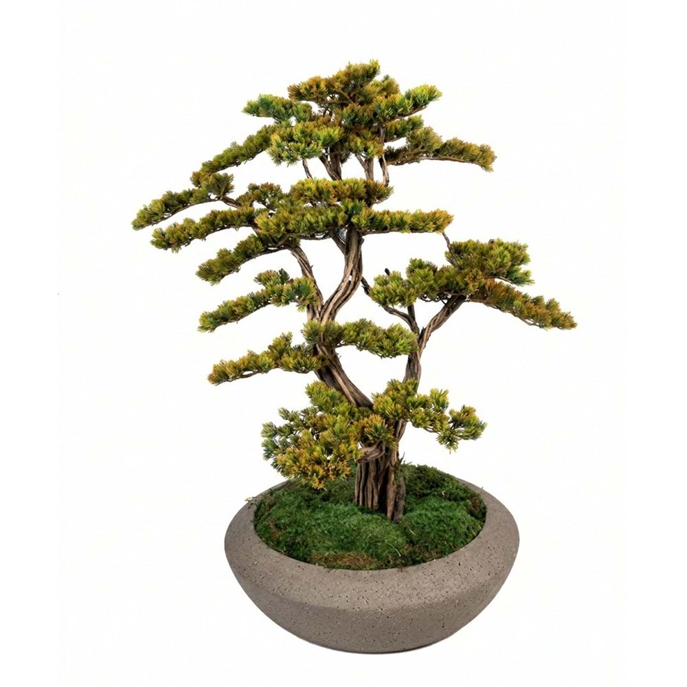 85 CM SAKSILI BONSAI