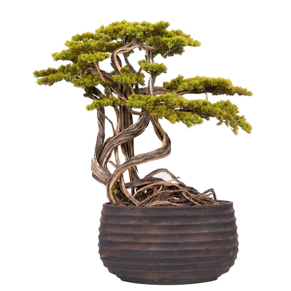 130 CM SAKSILI BONSAI