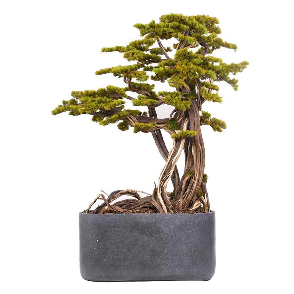 190 CM SAKSILI BONSAI